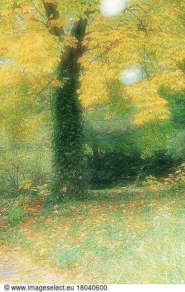 Efeubewachsener Ahornbaum  Laubbaum  Laubbäume  Europa  gelb  Herbst  abstrakt  Doppelbelichtung  weich  weich  vertikal
