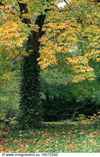 Efeubewachsener Spitzahorn (Acer platanoides) im Herbst  Laubbaum  Laubbäume  Ahorngewaechse  Aceraceae  Ausschnitt  Europa  fall  vertical