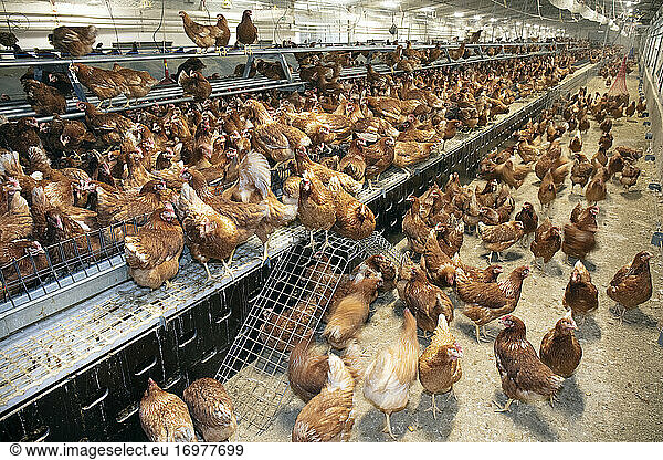 Egg factory with laying hens on perches