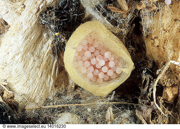 egg-sac-of-a-european-black-widow-egg-sac-of-a-european-black-widow