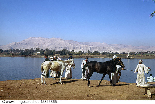 EGYPT: NILE SCENE. Horses with a group of men beside the Nile River in Egypt. Photographd c1975.