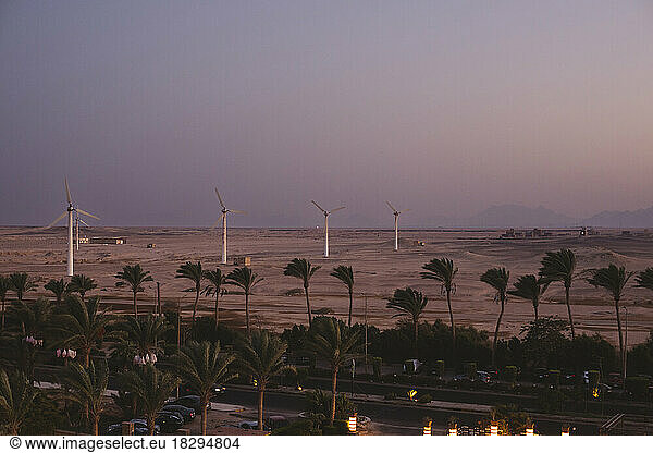 Egypt  Palm trees along desert road with wind farm in background