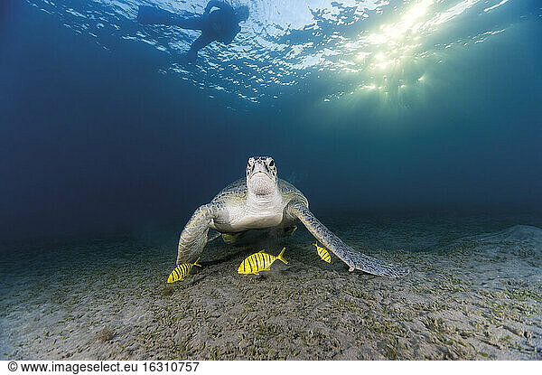 Egypt  Red Sea  Green sea turtle (Chelonia mydas) eating seaweed