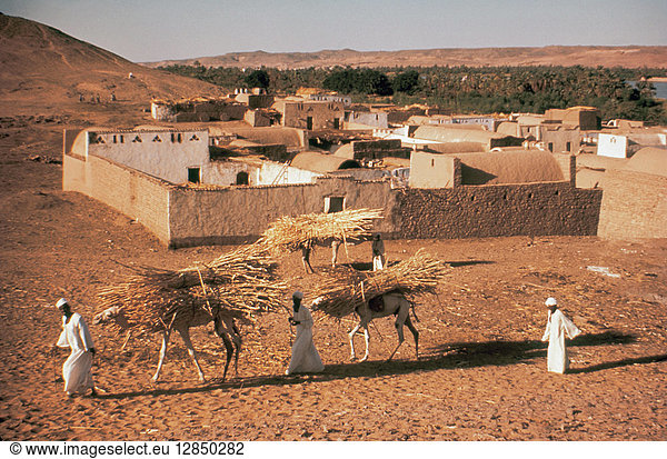 EGYPT: VILLAGE. Camels carrying loads at a rural settlement in Egypt. Photographed by Eliot Elisofon  c1965.