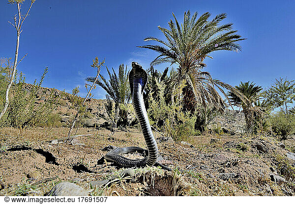 Egyptian cobra in the desert - Ouarzazate Morocco