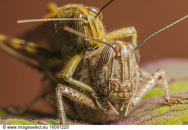 Egyptian locust (Anacridium aegyptium) mating  France.