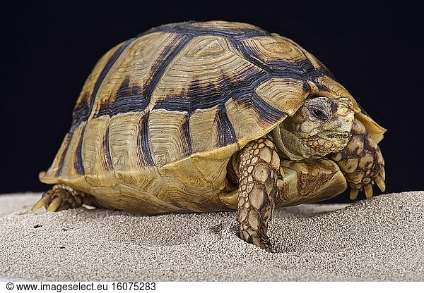 Egyptian tortoise (Testudo kleinmanni)  Egypt