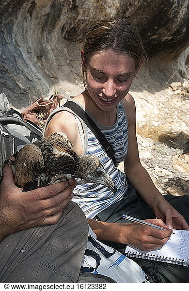 Egyptian Vulture (Neophron percnopterus) juvenile held during banding