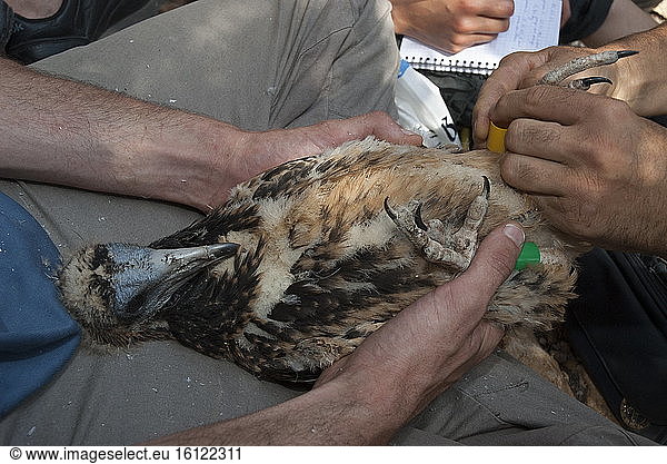Egyptian Vulture (Neophron percnopterus) researchers banding juvenile