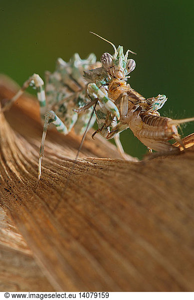Egyption flower mantis eats cricket