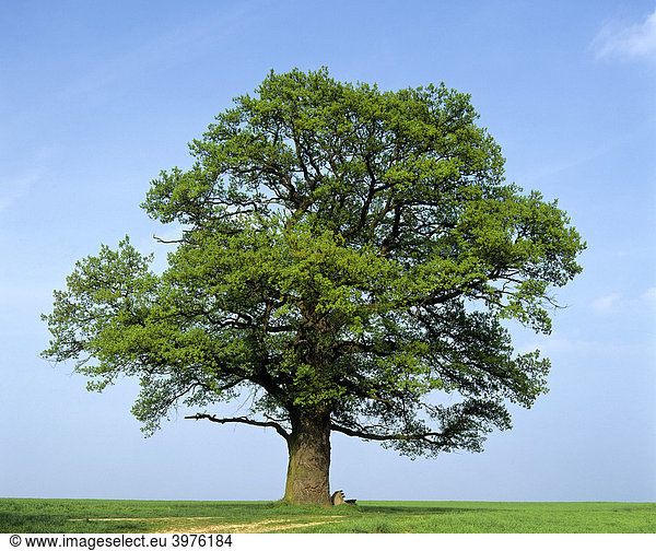 Eiche (Quercus),  im Frühling,  Deutschland,  Europa
