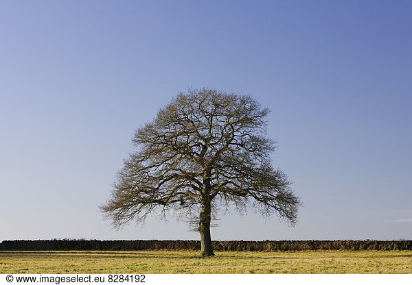Eiche Großbritannien Oxfordshire