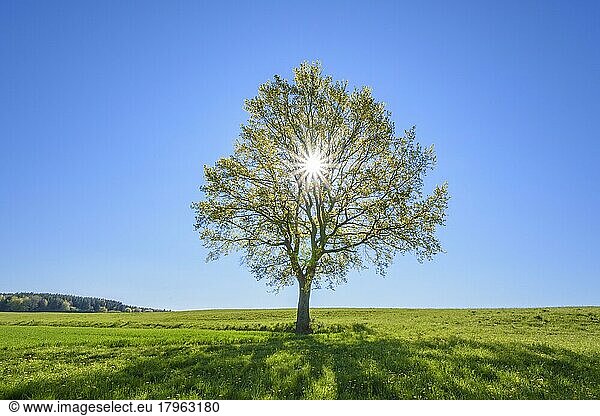 Eiche mit Sonne im Frühling  Vogelsbergkreis  Hessen  Deutschland  Europa