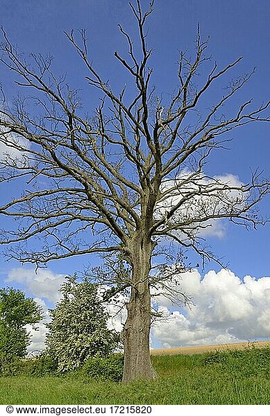 Eiche (Quercus)  abgestorbener Baum am Feldrand  blauer Wolkenhimmel  Nordrhein-Westfalen  Deutschland  Europa