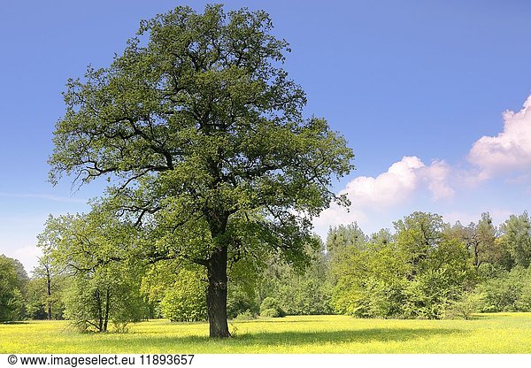 Eiche (Quercus) im Frühjahr  Elbaue  Biosphärenreservat Mittlere Elbe  Sachsen-Anhalt  Deutschland  Europa