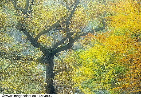 Eiche (Quercus) im Herbst  Baum  Ast  Thale  Sachsen-Anhalt  Deutschland  Europa