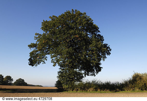 Eiche (Quercus)  Othenstorf  Mecklenburg-Vorpommern  Deutschland  Europa