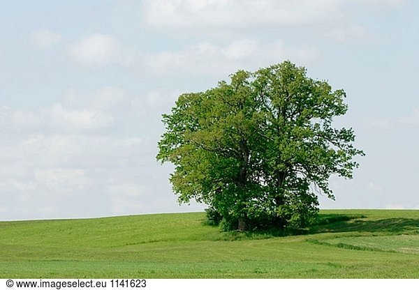 Eiche (Quercus Petraea) auf einer Wiese. Grabenstätt  Chiemgau  Oberbayern  Deutschland  Europa  Juni 2005.