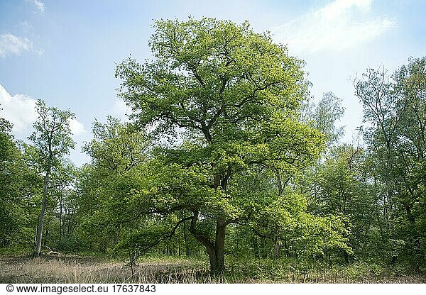 Eiche (Quercus)  schöner alter Baum solitär stehend auf einer Waldlichtung  Diesfordter Wald  Nordrhein-Westfalen
