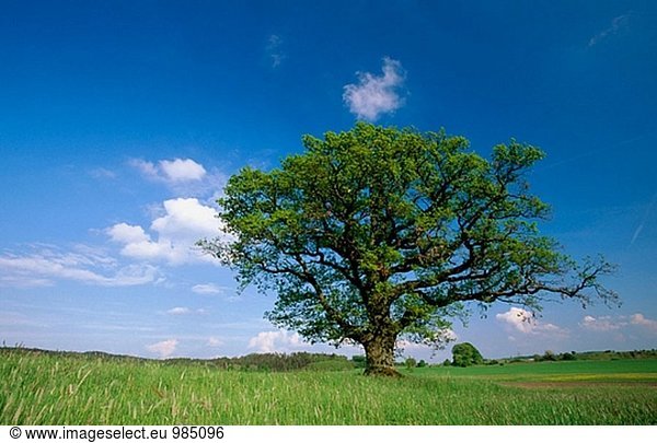 Eiche (Quercus sp.). Bayern. Deutschland.