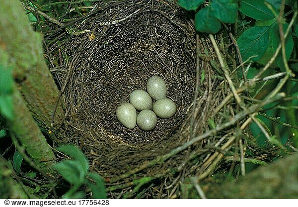 Eichelhäher (Garrulus glandarius)  Rabenvögel  Singvögel  Tiere  Vögel  European Jay nest and five eggs