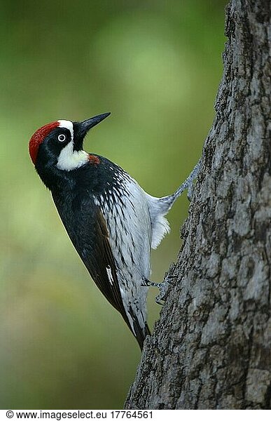 Eichelspecht  Eichelspechte (Melanerpes formicivorus)  Spechtvögel  Tiere  Vögel  Spechte  Acorn Woodpecker Adult  Arizona (U.) S. A