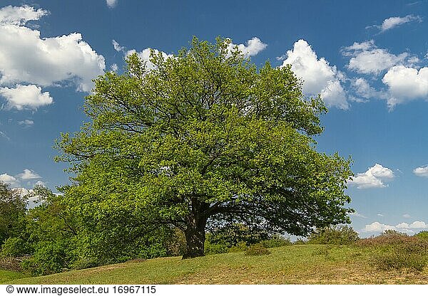 Eichen (Quercus) im Naturschutzgebiet Borkener Paradies  Hudewald  Baum  Deutschland  Europa