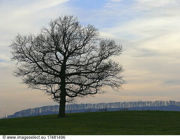 Eichenbaum im Winter kahl