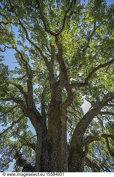 Eichenbaum in Concord  Kalifornien  USA