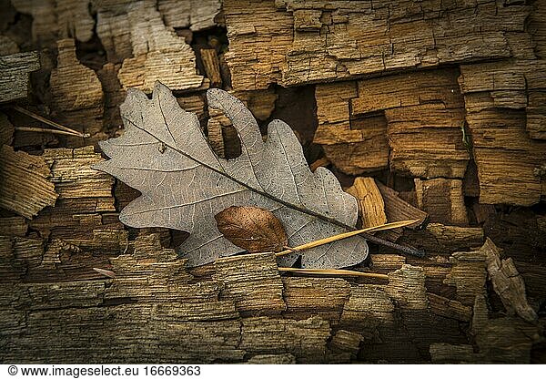 Eichenblatt auf verwittertem Holz  Ton in Ton  Naturschutzgebiet Mönchbruch  Groß-Gerau  Hessen  Deutschland  Europa
