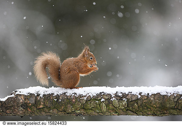 Eichhörnchen mit Haselnuss auf schneebedecktem Baumstamm