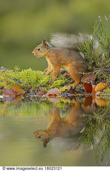 Eichhörnchen (Sciurus vulgaris)  Eichkätzchen  Nagetiere  Säugetiere  Tiere  Red squirrel Black Isle  Scotland  UK. October 2015