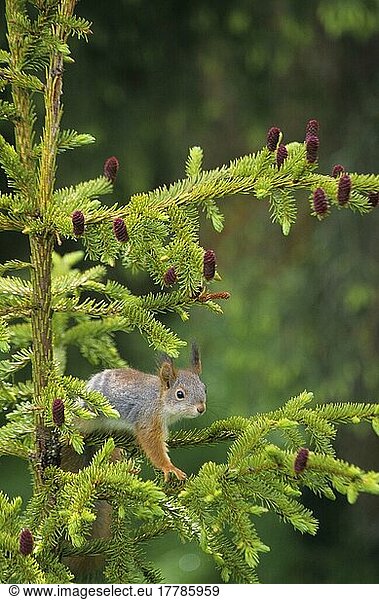 Eichhörnchen (Sciurus vulgaris)  Eichkätzchen  Nagetiere  Säugetiere  Tiere  Red Squirrel In Pine tree  Finland