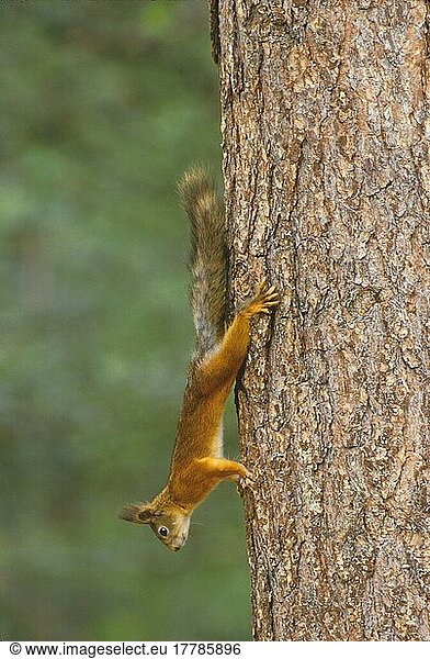 Eichhörnchen (Sciurus vulgaris)  Eichkätzchen  Nagetiere  Säugetiere  Tiere  Squirrel/ Red European Climbing tree trunk (S)