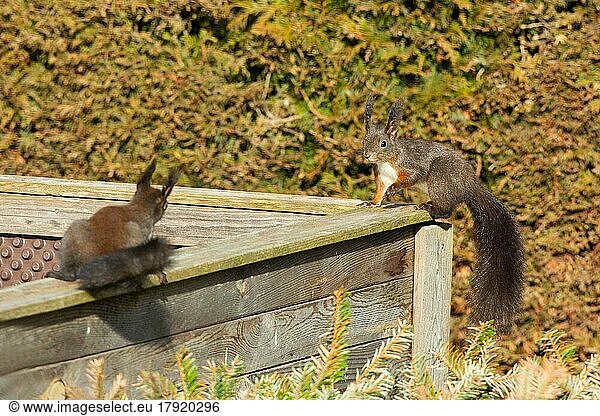 Eichhörnchen zwei Tiere auf Hochbeet sitzend zueinander sehend