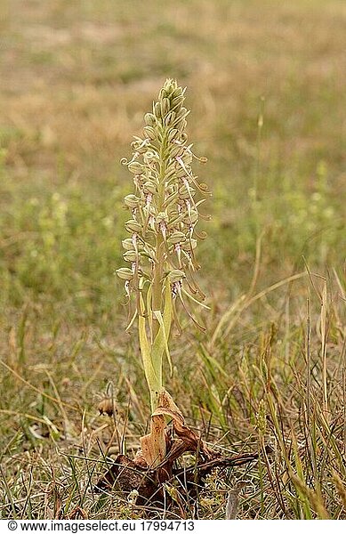 Eidechsenorchidee (Himantoglossum hircinum) Blütenstachel  Kent  England  Juni