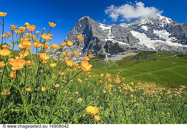 Eiger und Mönch mit Hahnenfuß  Berner Oberland  Schweiz  Europa