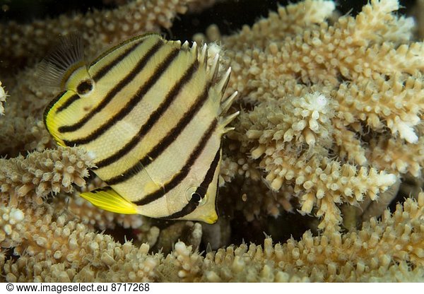Eight-banded butterflyfish.