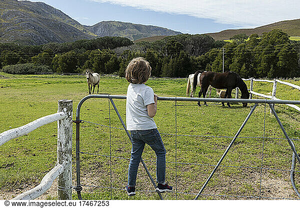 Eight year old boy leaning on a fence  watching horses in a field