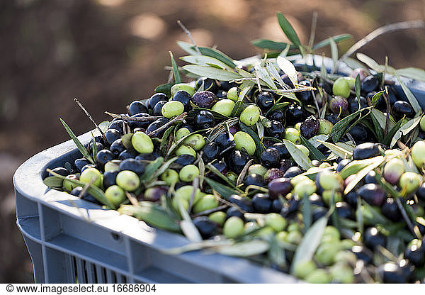 Eimer mit gepflückten Oliven in einer Olivenplantage