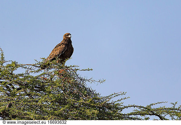 Ein Adler in der Krone eines Baumes