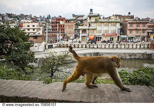 Ein Affe läuft am Rand des Pashupatinath-Tempels in Kathmandu