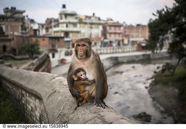Ein Affe und ein Baby im Pashupatinath-Tempel in Kathmandu.