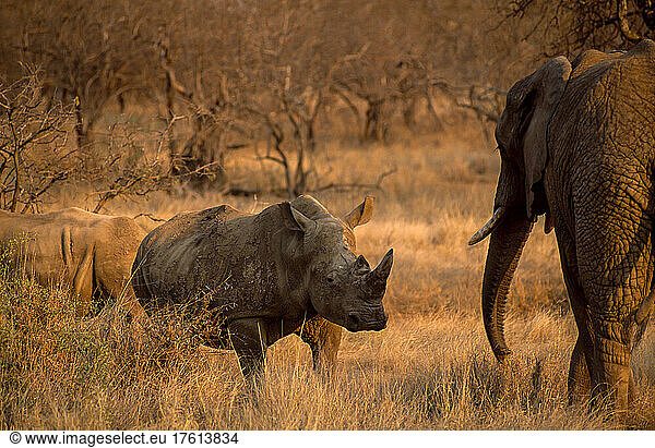 Ein afrikanischer Elefant und Breitmaulnashörner treffen sich im afrikanischen Busch.
