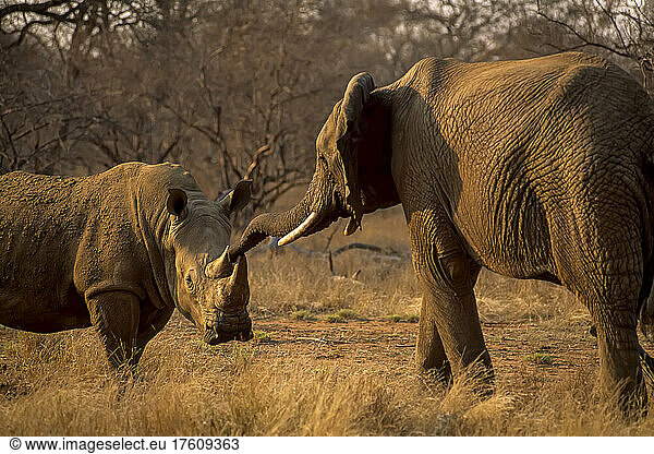 Ein afrikanischer Elefant und ein Breitmaulnashorn treffen sich im afrikanischen Busch.