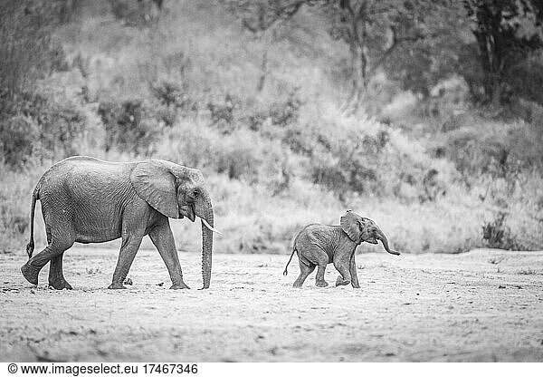 Ein afrikanischer Elefant und sein Kalb  Loxodonta africana  gehen durch eine Lichtung  von der Seite  in Schwarz-Weiß