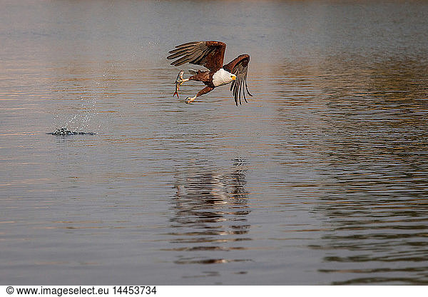 Ein afrikanischer Fischadler  Haliaeetus Vocifer  fliegt über Wasser  Fisch in der Klaue  spritzt im Wasser  schaut weg
