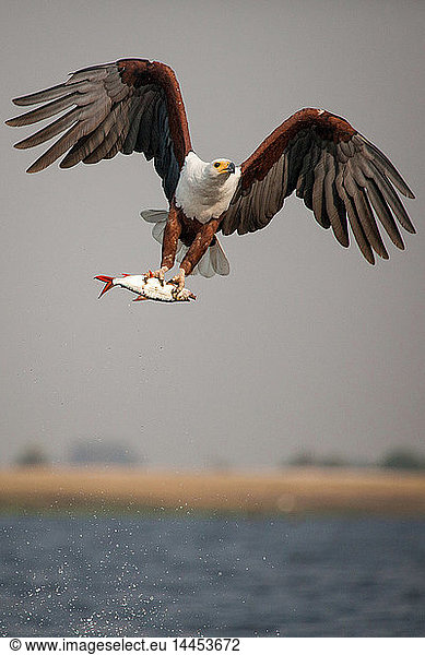 Ein afrikanischer Fischadler  Haliaeetus Vocifer  fliegt über Wasser  Krallen halten sich an einem Fisch fest  Wasserspritzer in der Luft
