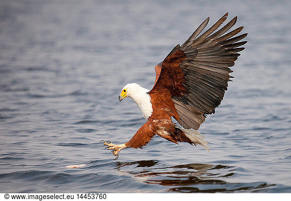 Ein afrikanischer Fischadler  Haliaeetus vocifer  fliegt zum Wasser hinunter  Krallen ausfahren  um einen Fisch zu fangen  Flügel ausgebreitet  wegschauend