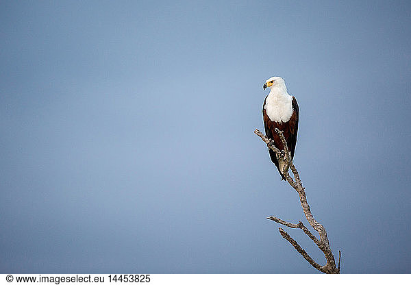 Ein afrikanischer Fischadler  Haliaeetus Vocifer  sitzt auf einem Ast und schaut weg  gegen den blauen Himmel.